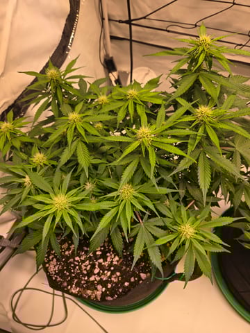 Purple Skunk 3 x 5  — flower, day 57