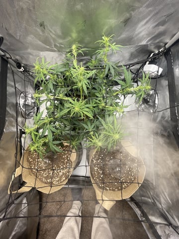 3x3 Grow — seedling_rooting, day 10
