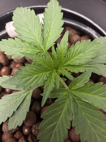 Northern Lights / Banana Kush — flower, day 36