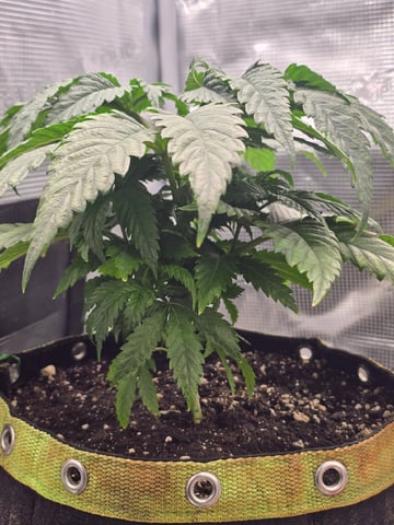 mc nuggets r1 — vegetative, day 26