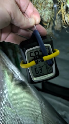 Strawberry Cheesecake Seedsman Seeds Autoflowers x2 — flower, day 117