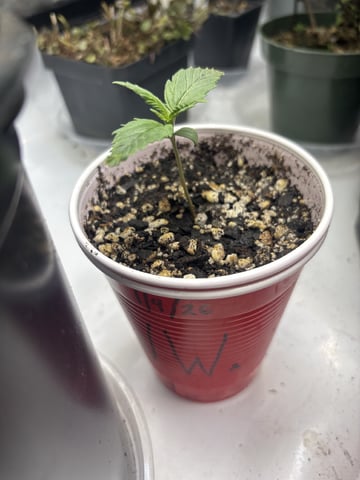 winter 25-26 — seedling_rooting, day 2