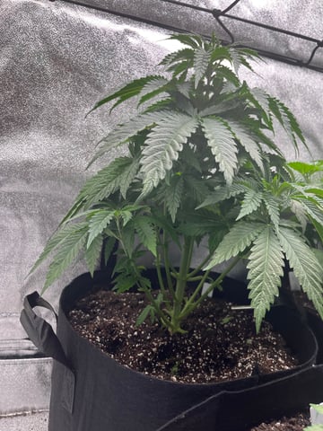 My First Four — vegetative, day 42