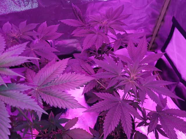 mimosa cake 🎂  — grow_setup, day 1