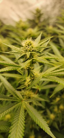 10G's — flower, day 70