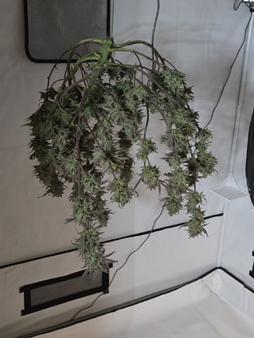 GDP auto 3X5 tent — flower, day 130