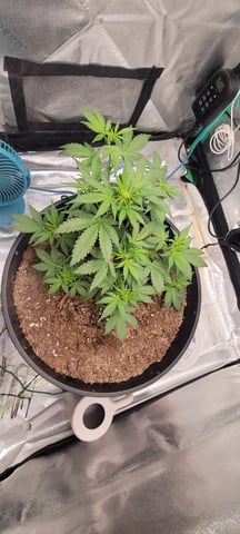 banana purple punch auto