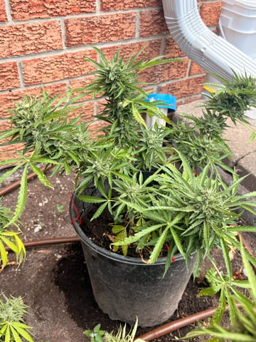 Muliflex — flower, day 86