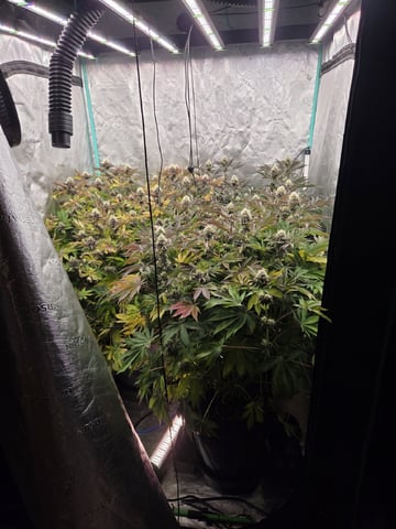 Relentless Genetics Trop Cherry S1 — flower, day 59