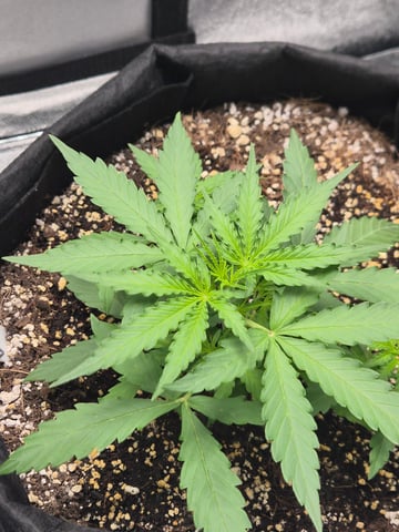 Wurlz F1 Hybrid  — grow_setup, day 1