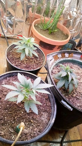 Jack hearer/Jack the ripper? — vegetative, day 41