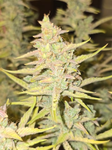 First Autoflower Indoor — flower, day 43