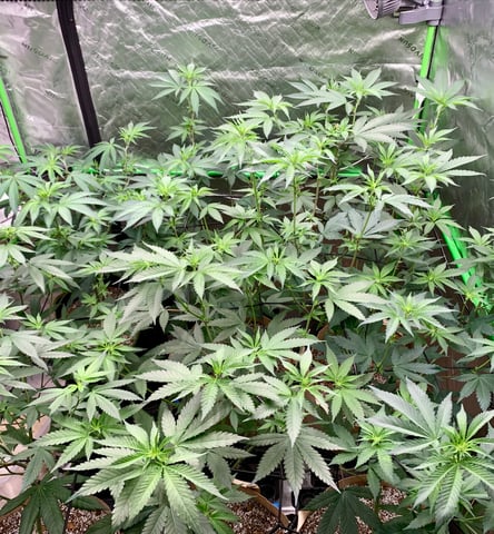 Papaya Frosting  — flower, day 71