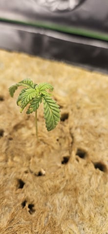 the does — germination, day 1