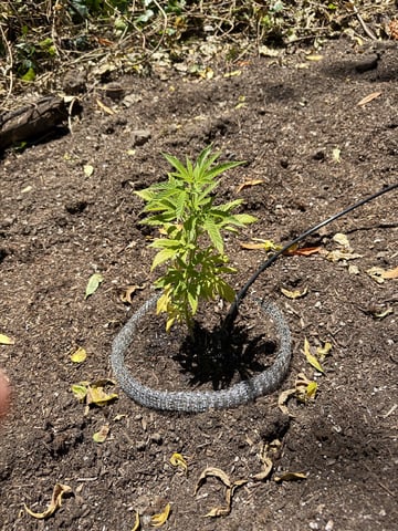 Finn — vegetative, day 22