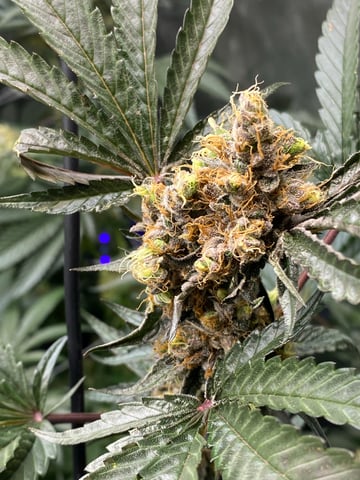 E Grow  — flower, day 48