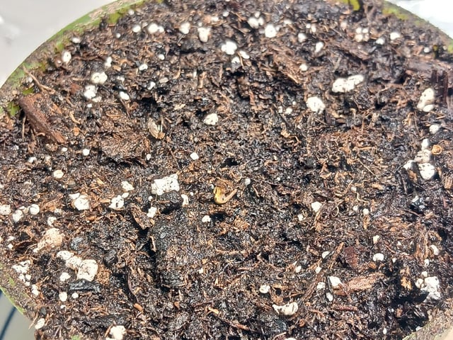 Gorilla Sherbert Feminized From Blimburn Seeds  — seedling_rooting, day 11