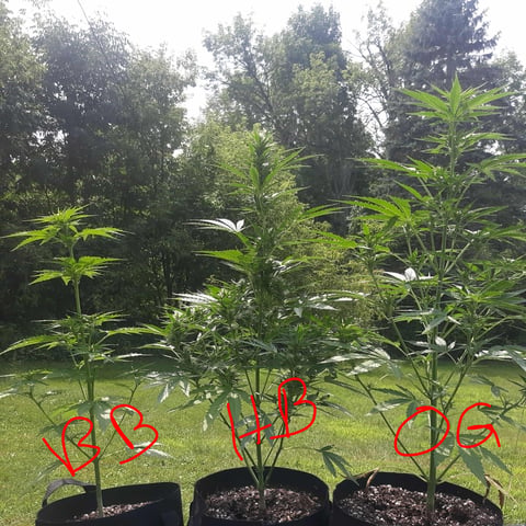 Outdoor Grow  — grow_setup, day 2