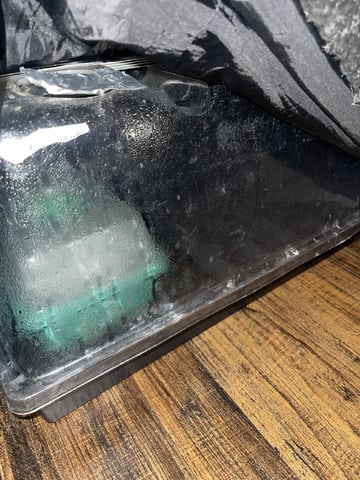 Rippleys OG Auto (Mephisto Genetics) 1st Attempt at Autos — germination, day 2