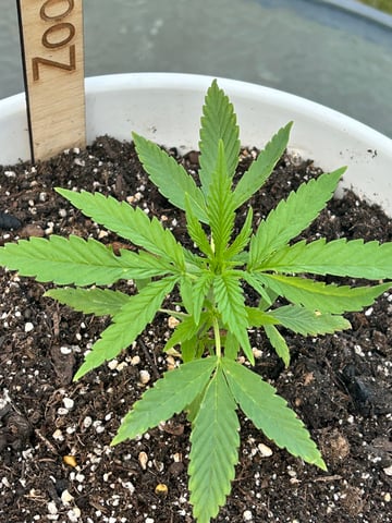 First ever grow — vegetative, day 36