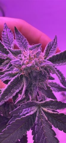 White Widow & Skittlez — flower, day 54