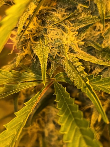3rd Auto Grow — flower, day 79