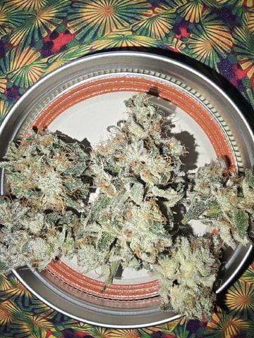 Oceanz 16 — harvest, day 175