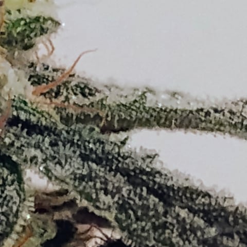 Started from clone 5/20 (Blood Diamond OG)  — harvest, day 35