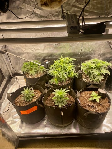 Autos and sour diesel! — vegetative, day 13