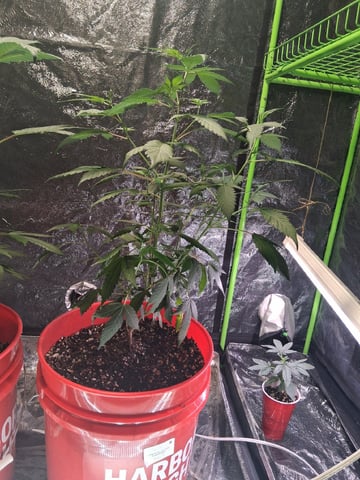 S&D  First Grow — vegetative, day 25