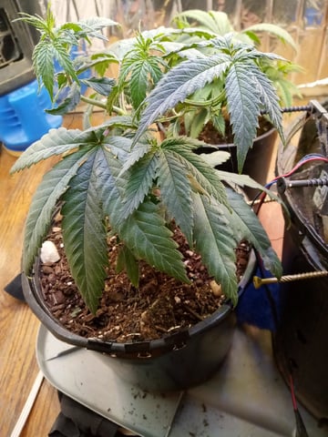 Jack hearer/Jack the ripper? — vegetative, day 65