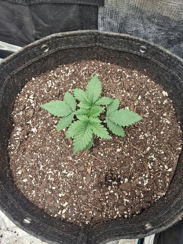 First Grow