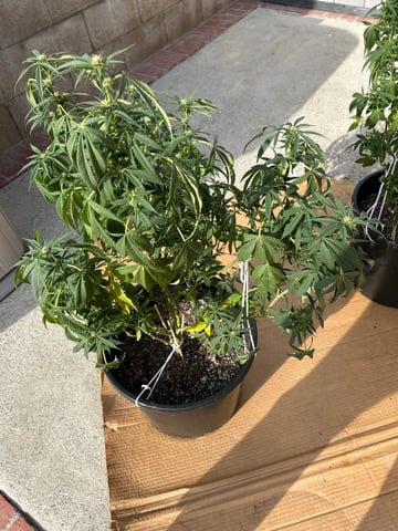 unknown hybrid possibility  — flower, day 13