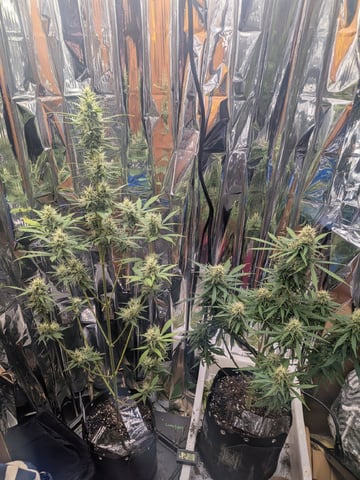 Zkittlez (Auto) — flower, day 86
