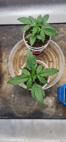 El Chemi Kiwi autoflower  — vegetative, day 13