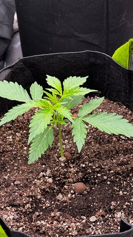 Gorilla Cookies Auto (42 FastBuds) — vegetative, day 15