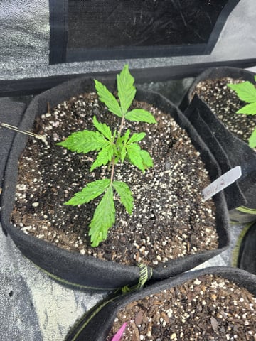 Autos AGAIN — vegetative, day 20