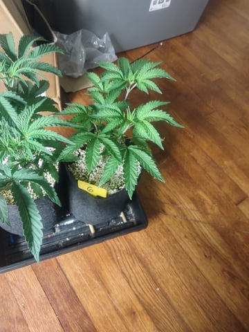 Mainely Genetics Micro Pheno Hunt — vegetative, day 38