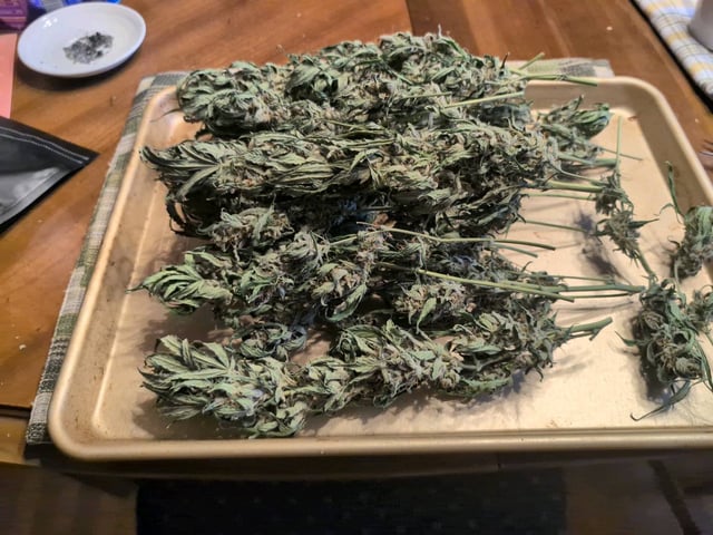 Grow 1 — harvest, day 108