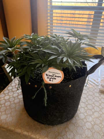 BloodMoon Gelato — vegetative, day 52