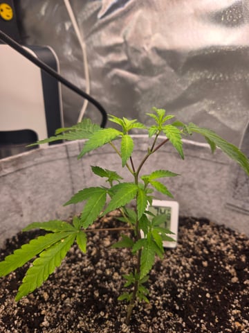 Looking for advice! — vegetative, day 8