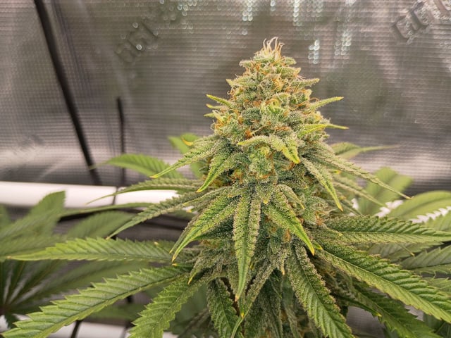 FastBuds Photo-Lemon Mandarin 