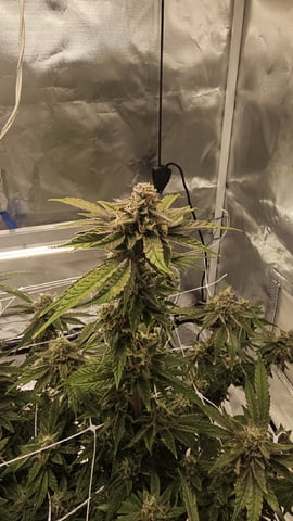 Jelousy Fast(Photo) & Ultra Voilet (Auto) — flower, day 65