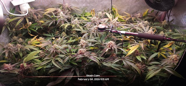 Punch Mints Female Pheno #2 Clone(s)