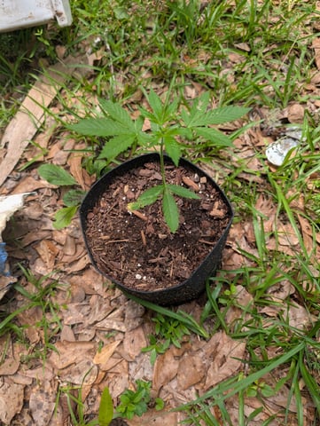 Country Boy — vegetative, day 18