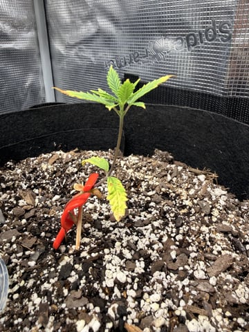 Gorilla Cookies — 1st Grow — vegetative, day 29