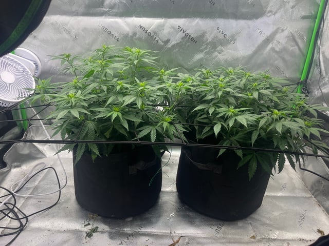 Blue Dream Photos — flower, day 55