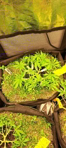 First Grow with the new setup  — vegetative, day 51