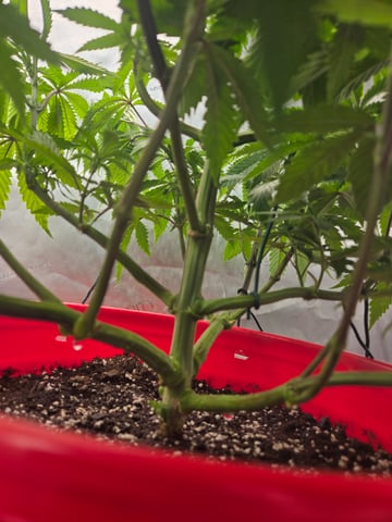 First Grow — vegetative, day 6