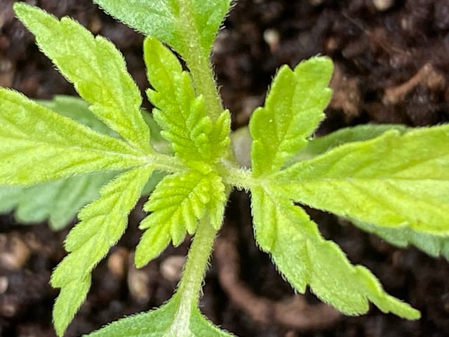My First Grow — vegetative, day 30